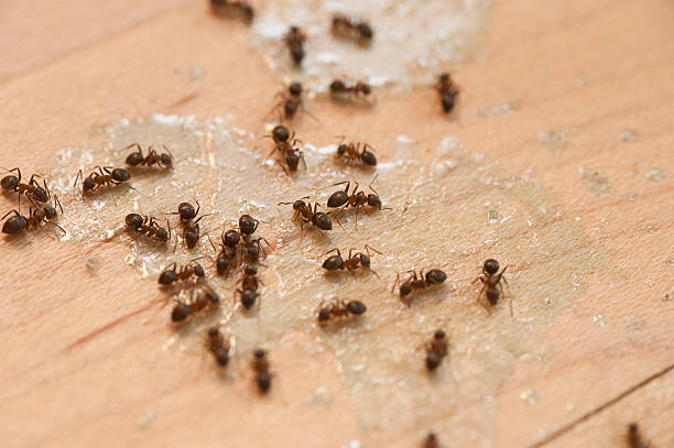 Best Spider Control Near Me  in Houston, PA